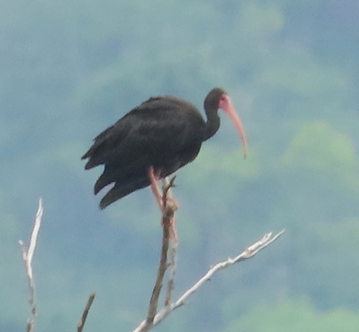 ibis tmavý - ML619243605