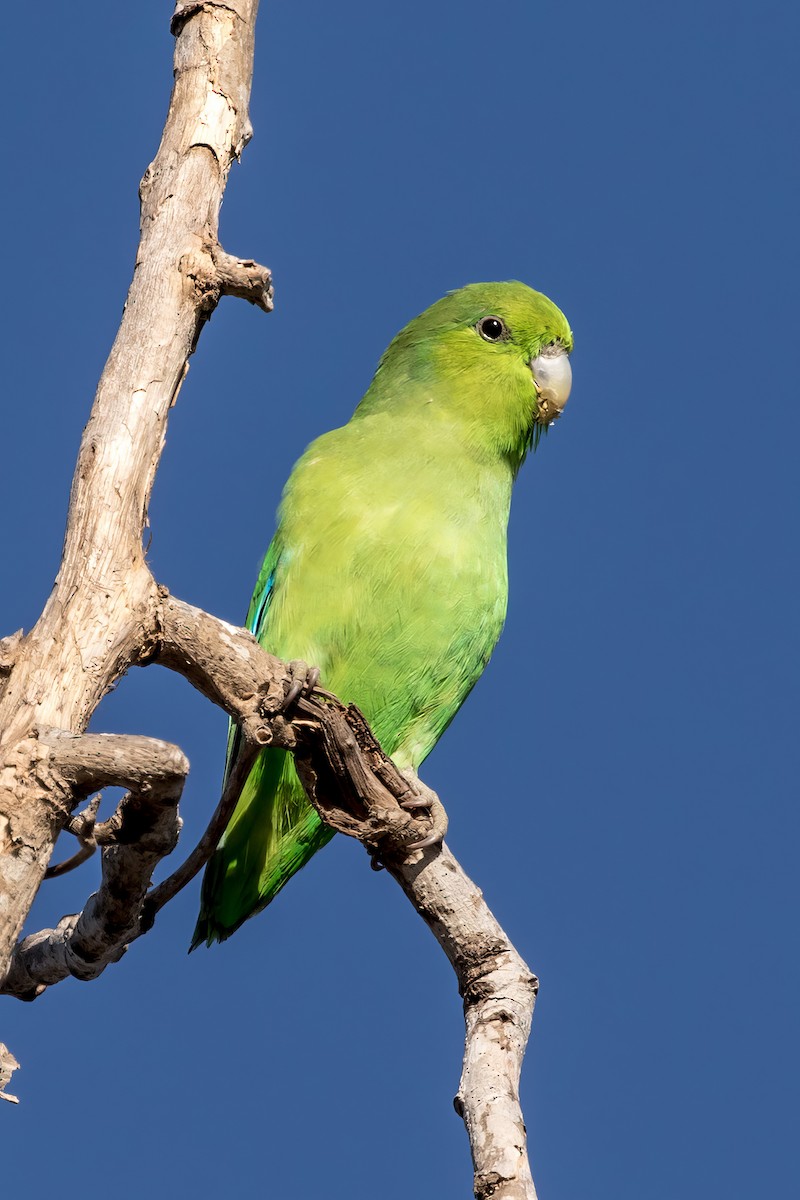 Mexican Parrotlet - ML619243610