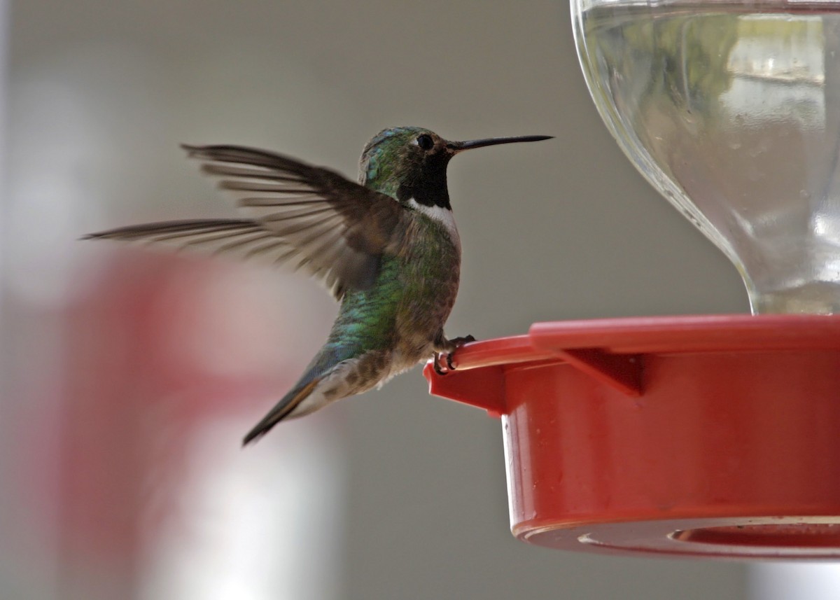Broad-tailed Hummingbird - ML619243622