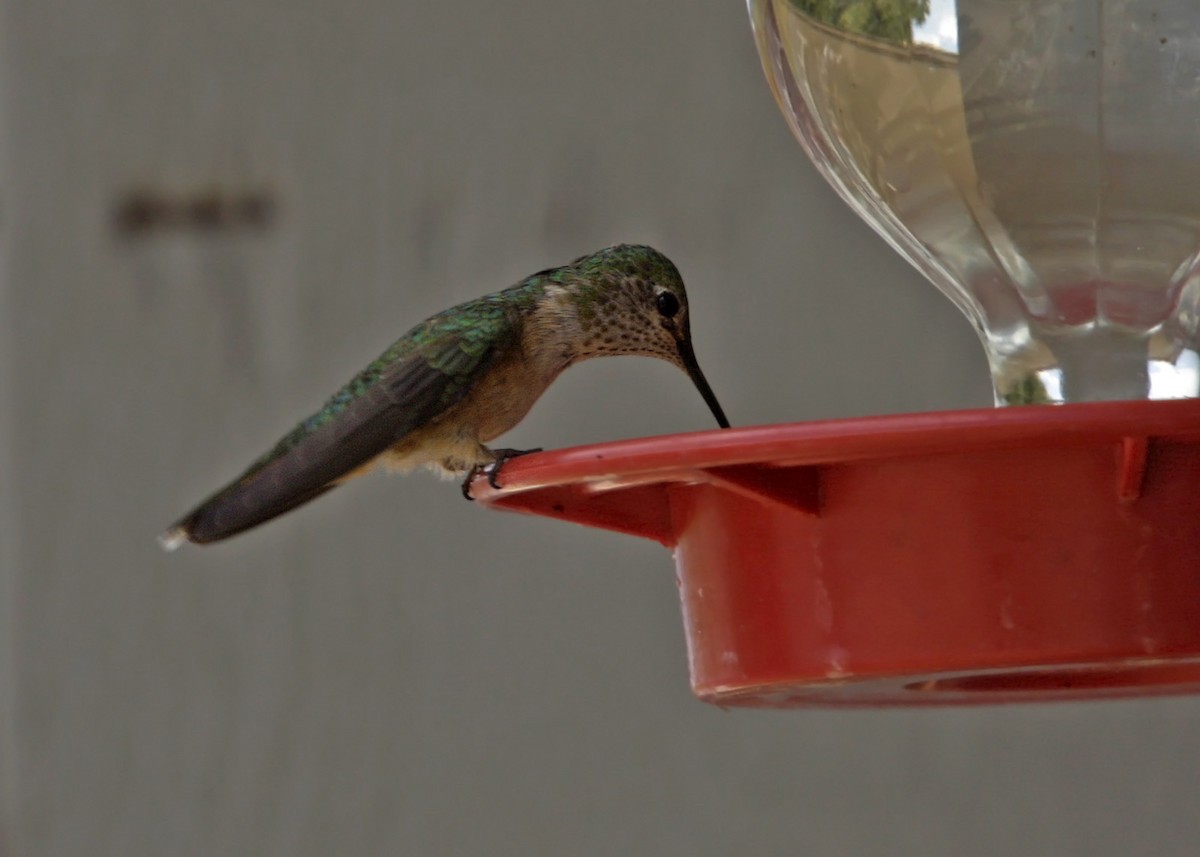 Broad-tailed Hummingbird - ML619243626