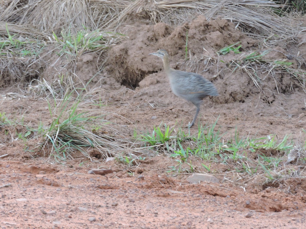 Red-winged Tinamou - ML619243628