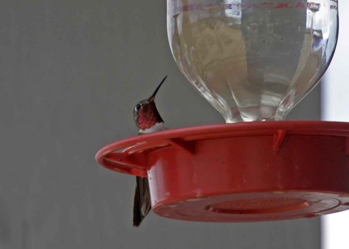 Broad-tailed Hummingbird - ML619243629