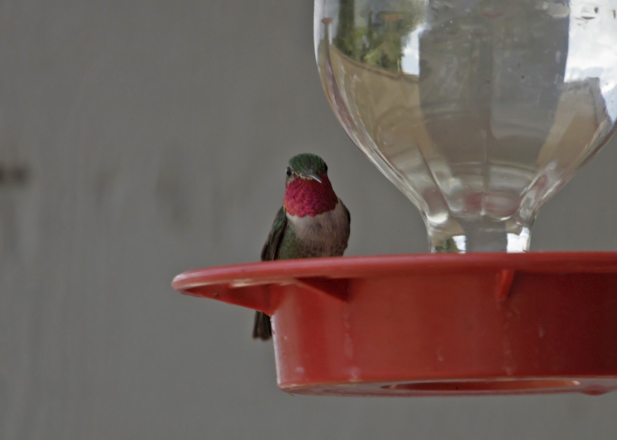 Broad-tailed Hummingbird - ML619243631
