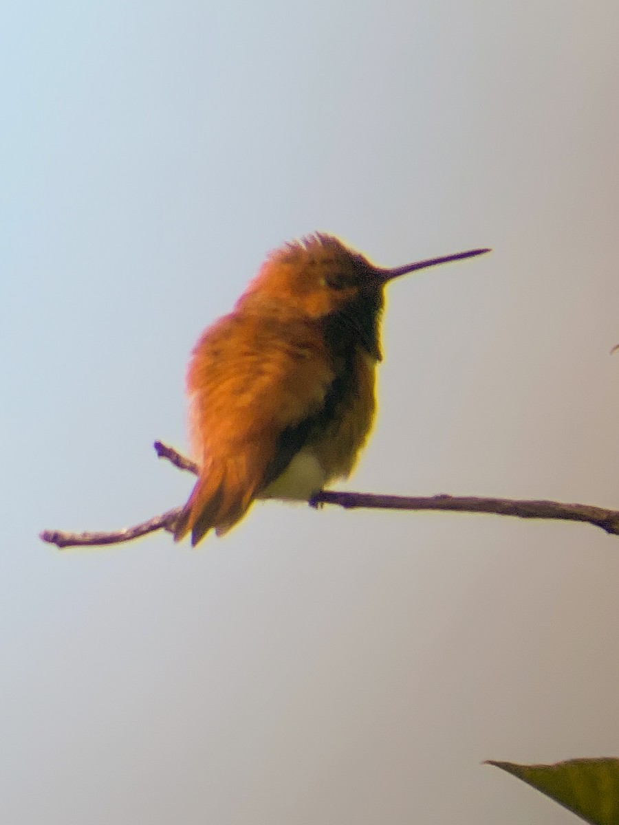 Rufous Hummingbird - ML619243633