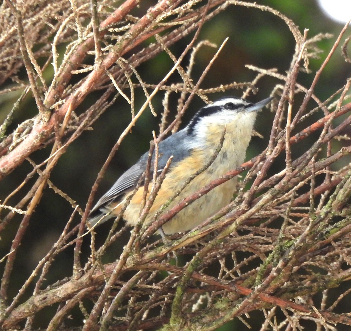 Red-breasted Nuthatch - ML619243634