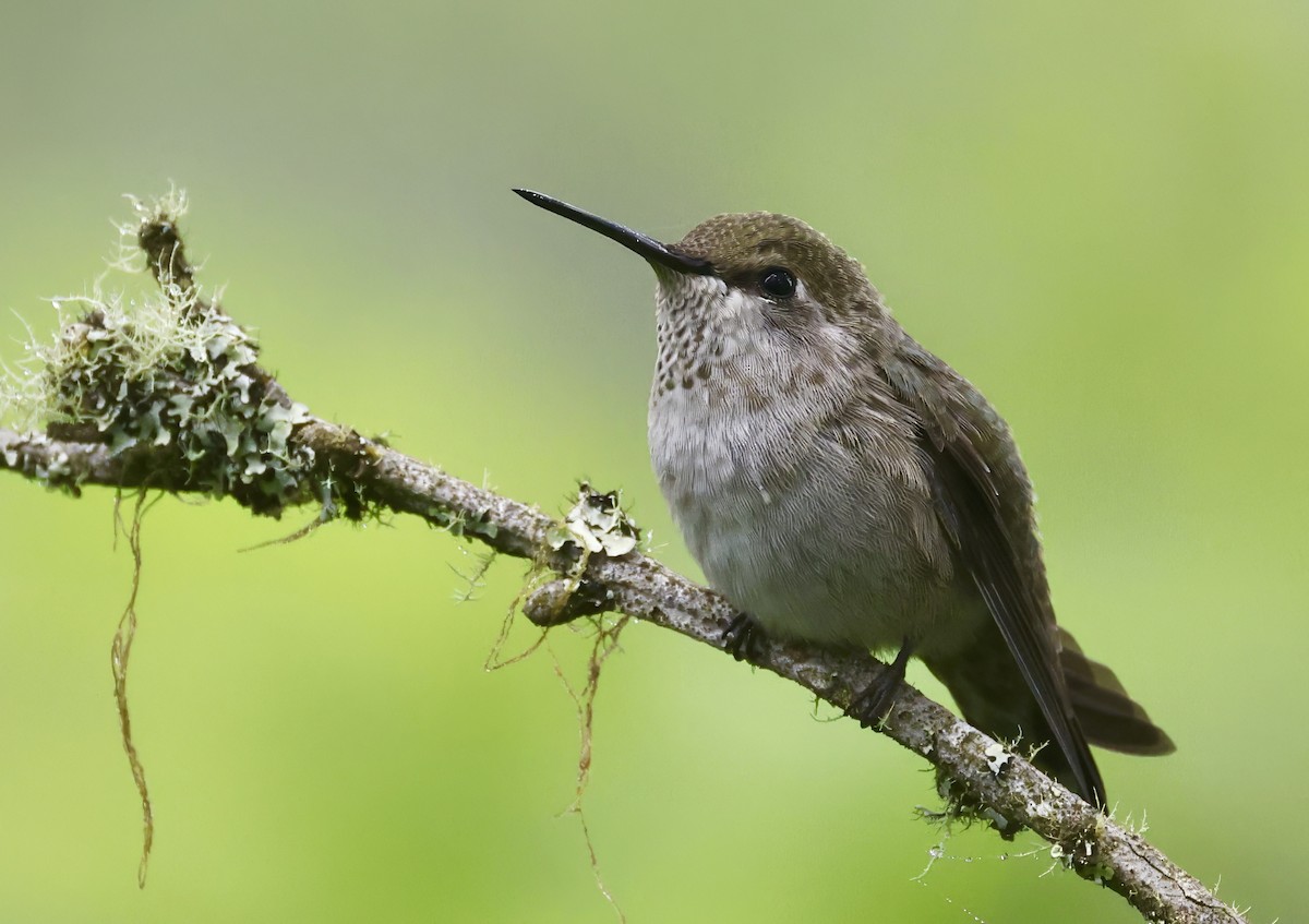 Anna's Hummingbird - ML619243672
