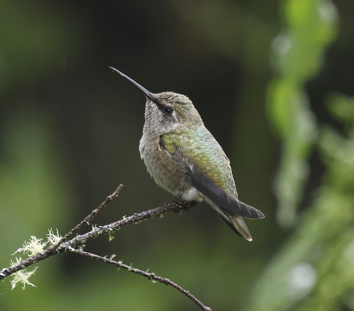 Anna's Hummingbird - ML619243673