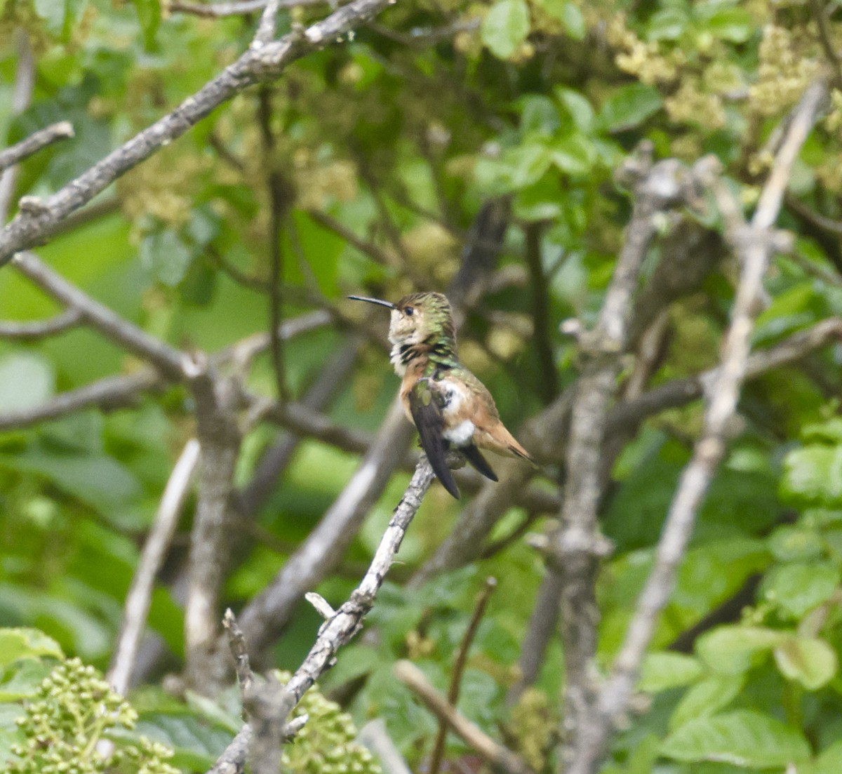 Allen's Hummingbird - ML619243683
