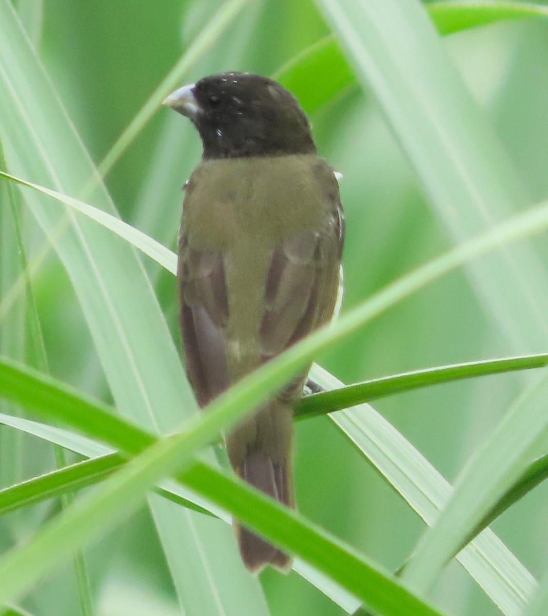 Yellow-bellied Seedeater - ML619243687