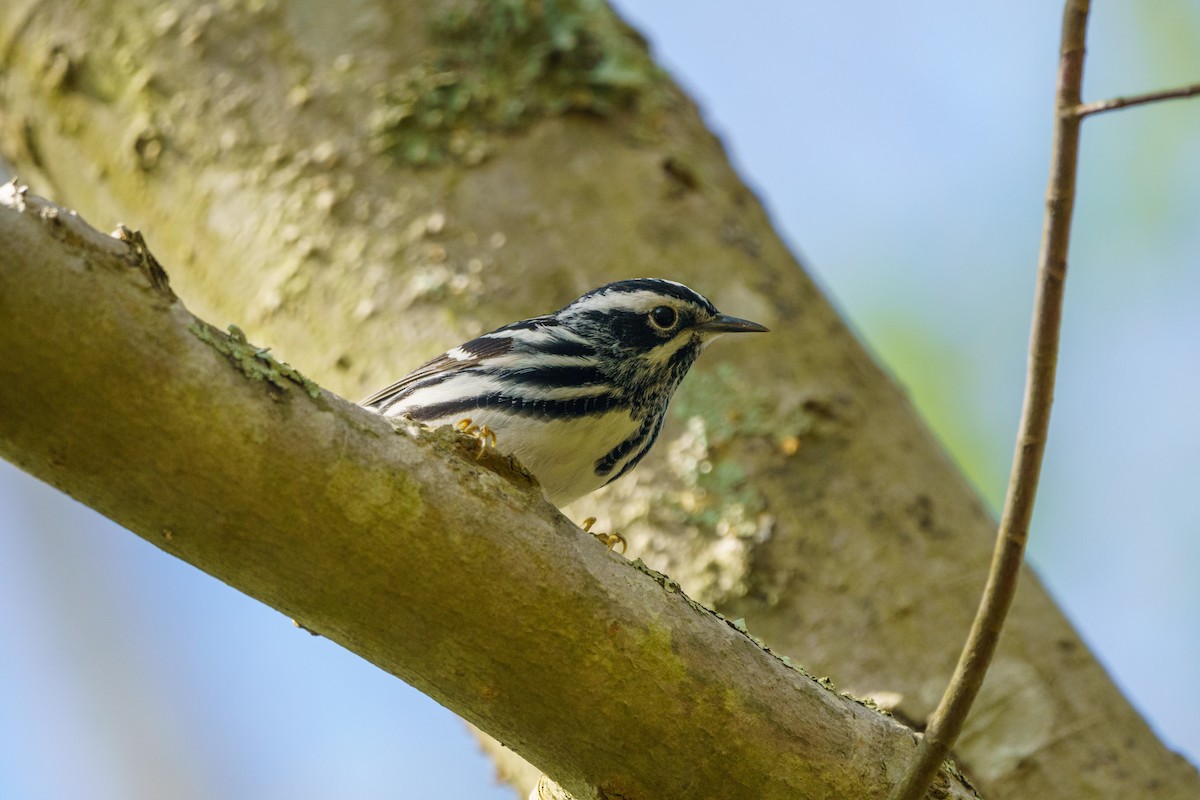 Black-and-white Warbler - ML619243720
