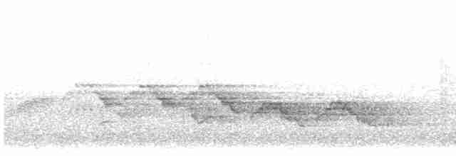 Swainson's Thrush - ML619243731
