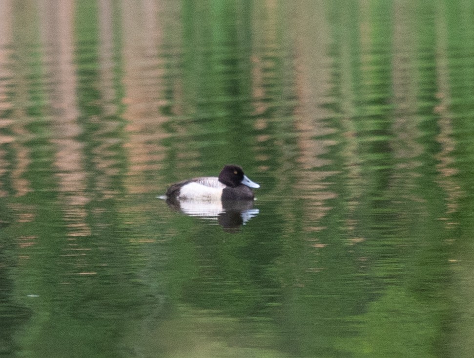 Greater Scaup - ML619243739
