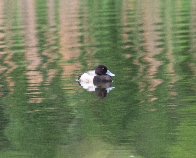 Greater Scaup - ML619243740