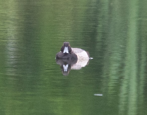 Greater Scaup - ML619243741