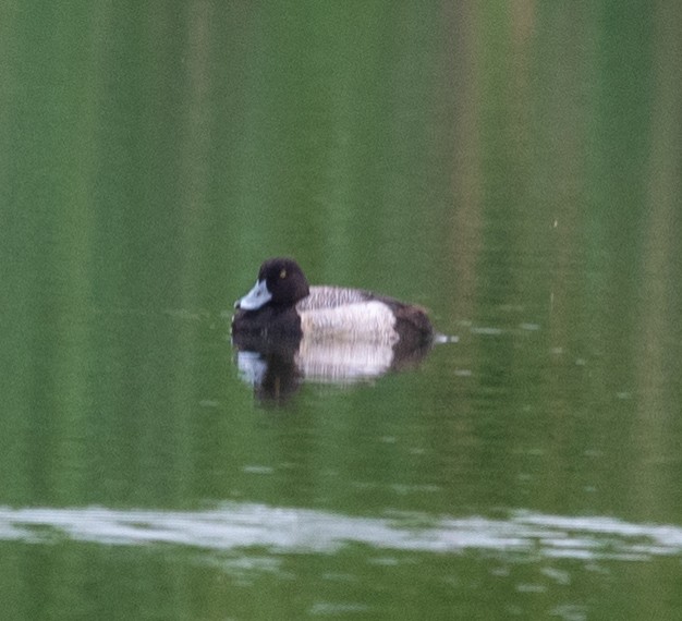 Greater Scaup - ML619243742