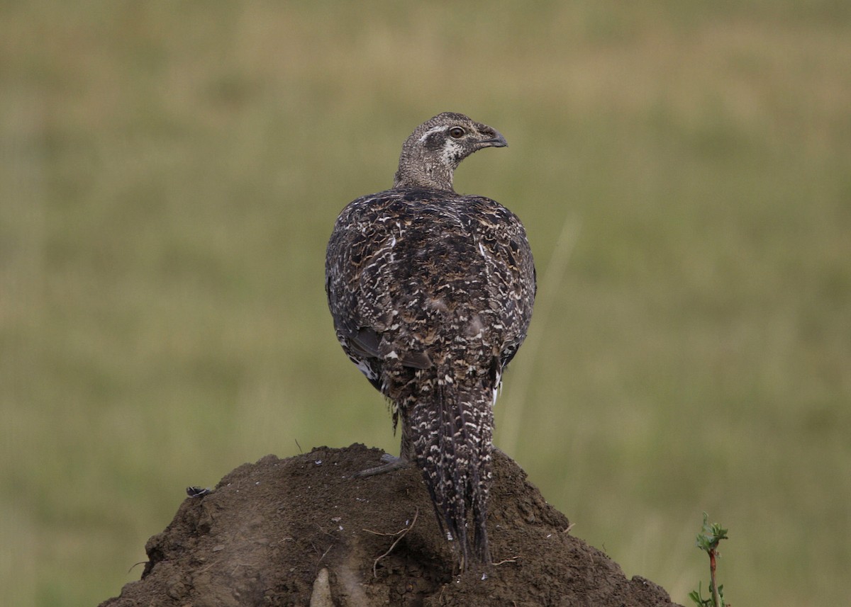 Greater Sage-Grouse - ML619243746