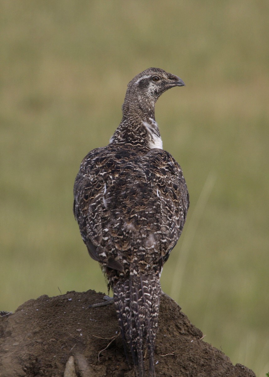 Greater Sage-Grouse - ML619243753
