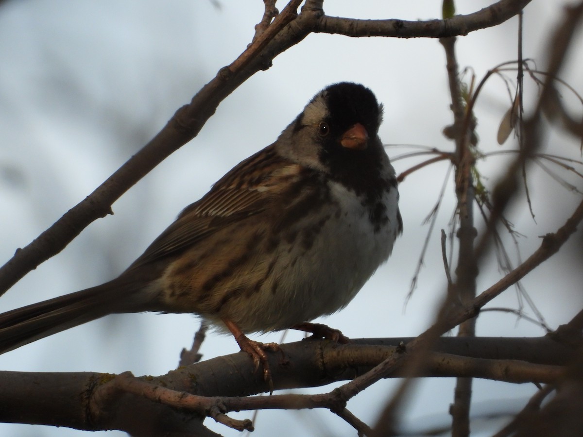 Harris's Sparrow - ML619243779