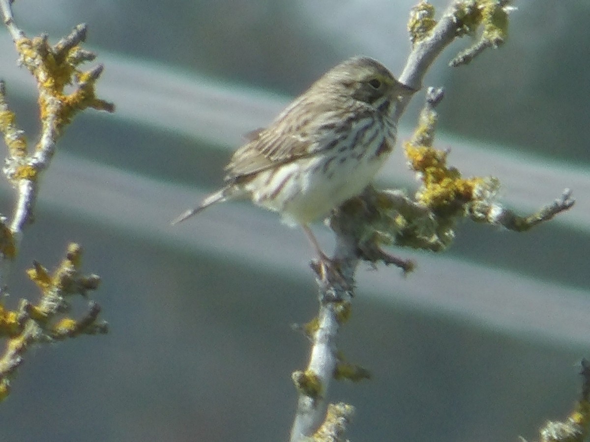 Savannah Sparrow - ML619243801