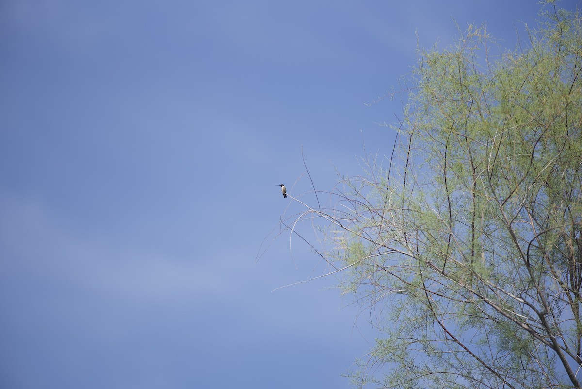 Black-chinned Hummingbird - ML619243837