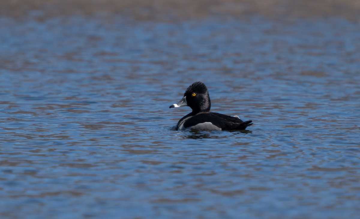 Ring-necked Duck - ML619243843