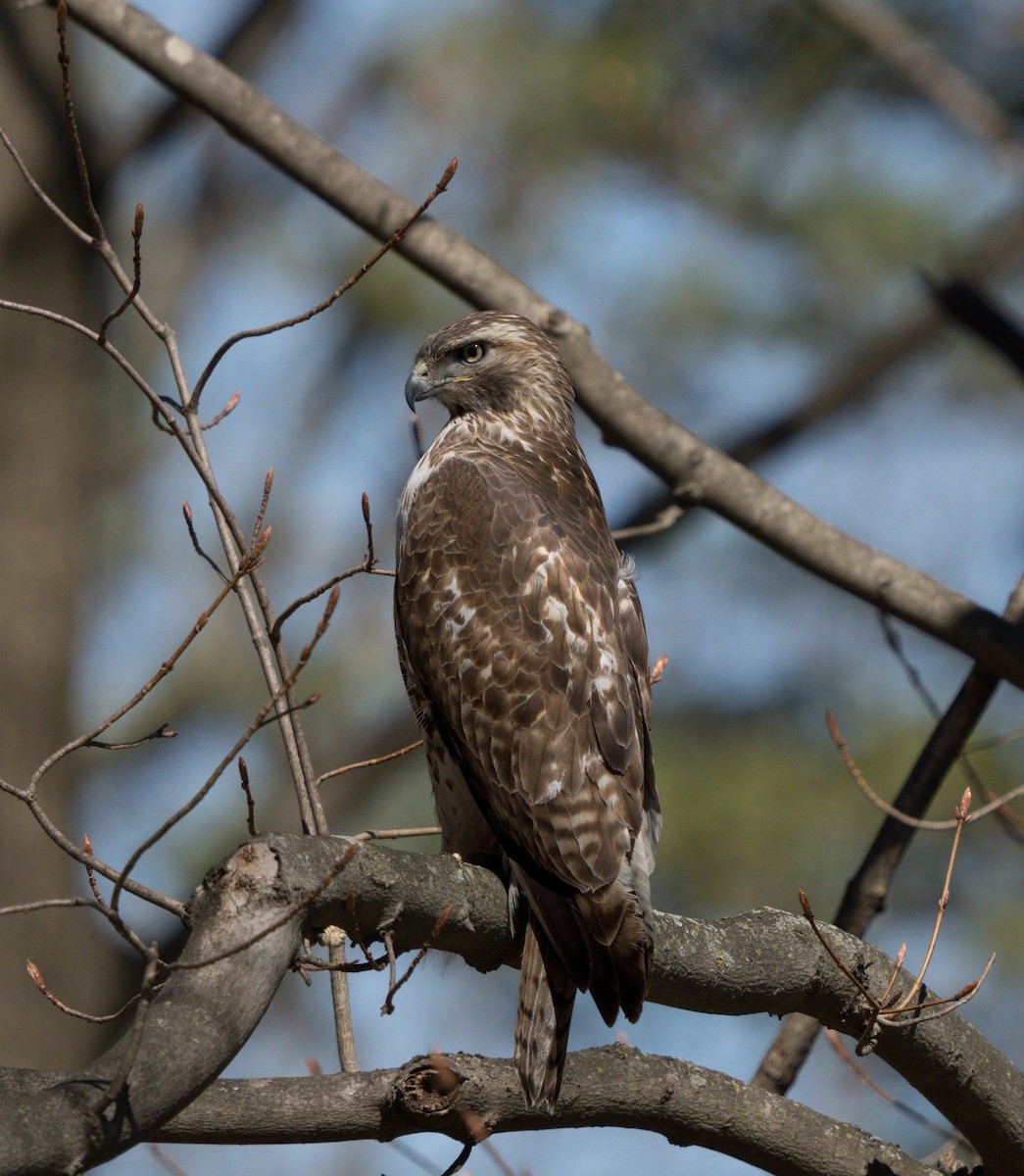 Red-tailed Hawk - ML619243873