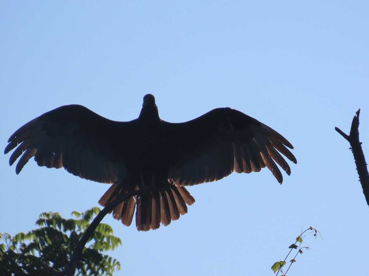 Black Vulture - ML619243914