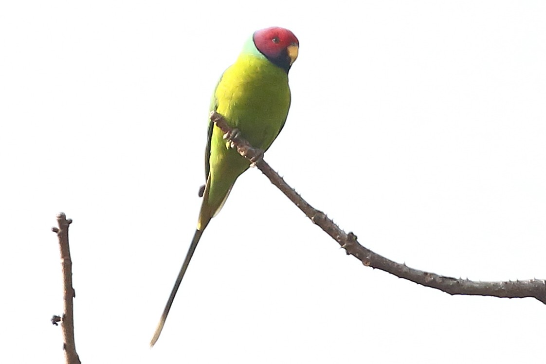 Папужець фіолетовоголовий - ML619243971