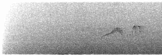 Светлобрюхий фиби - ML619243998