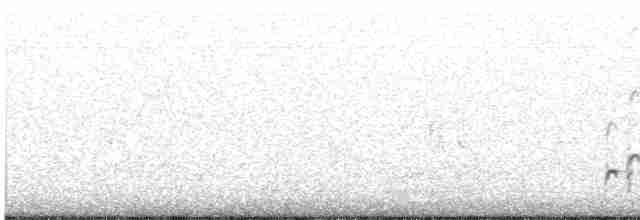 småspove (variegatus/rogachevae) - ML619244012