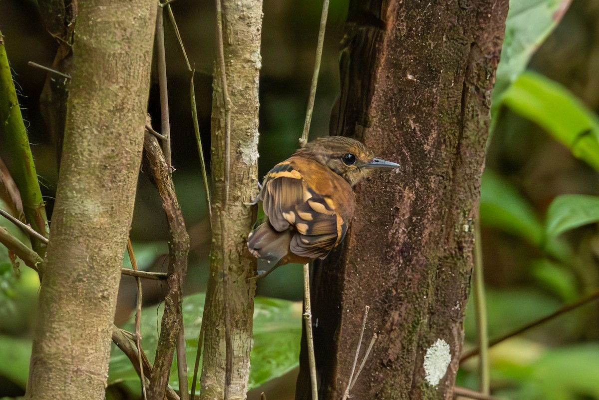 Spotted Antbird - ML619244060
