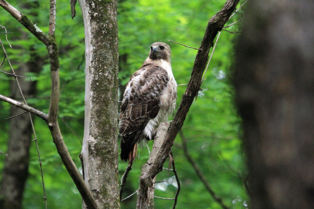 Red-tailed Hawk - ML619244190