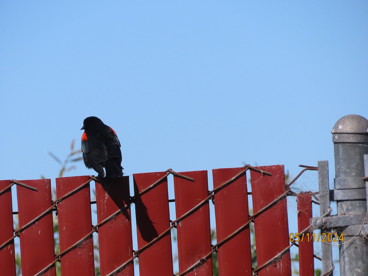 Red-winged Blackbird - ML619244194