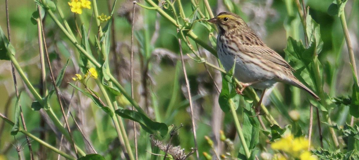 Savannah Sparrow - ML619244203