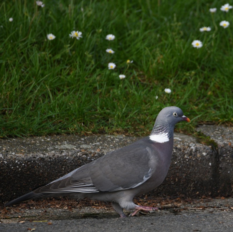 Common Wood-Pigeon - ML619244206