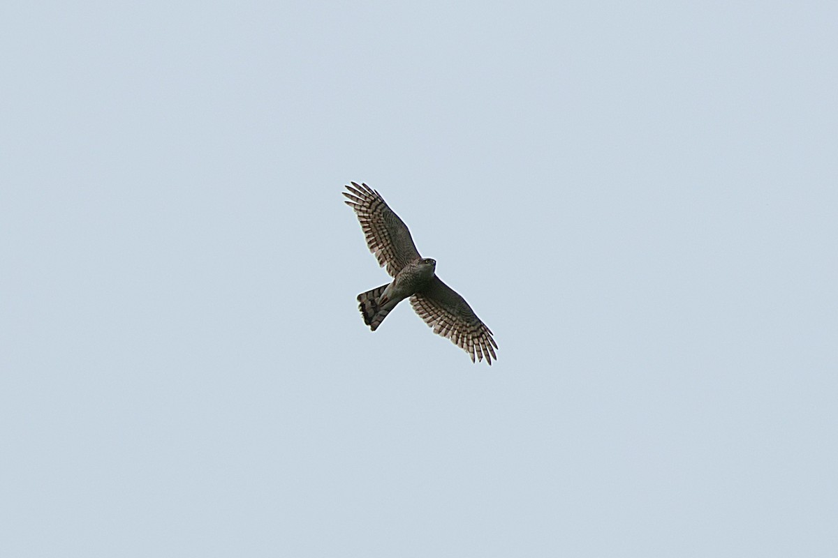 Eurasian Sparrowhawk - ML619244242