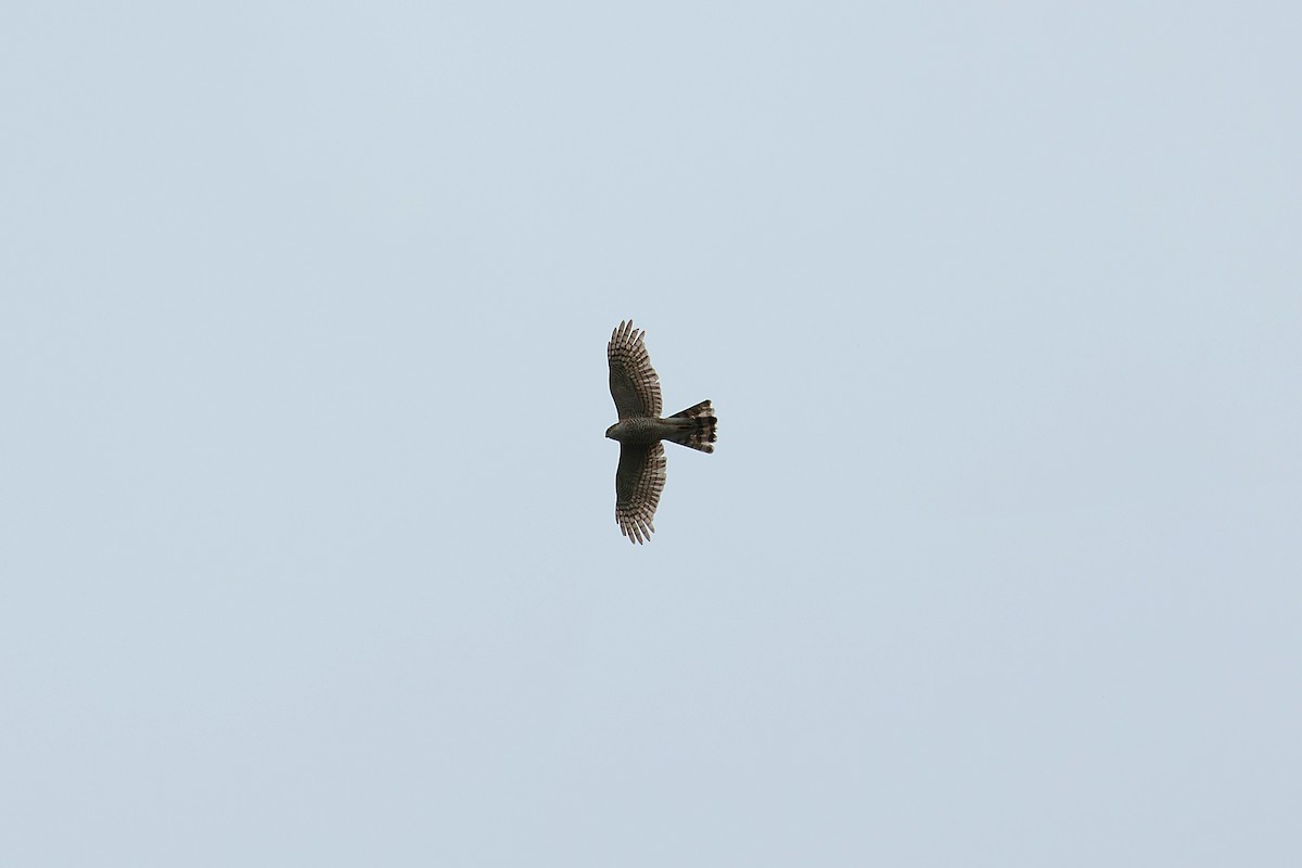 Eurasian Sparrowhawk - ML619244243