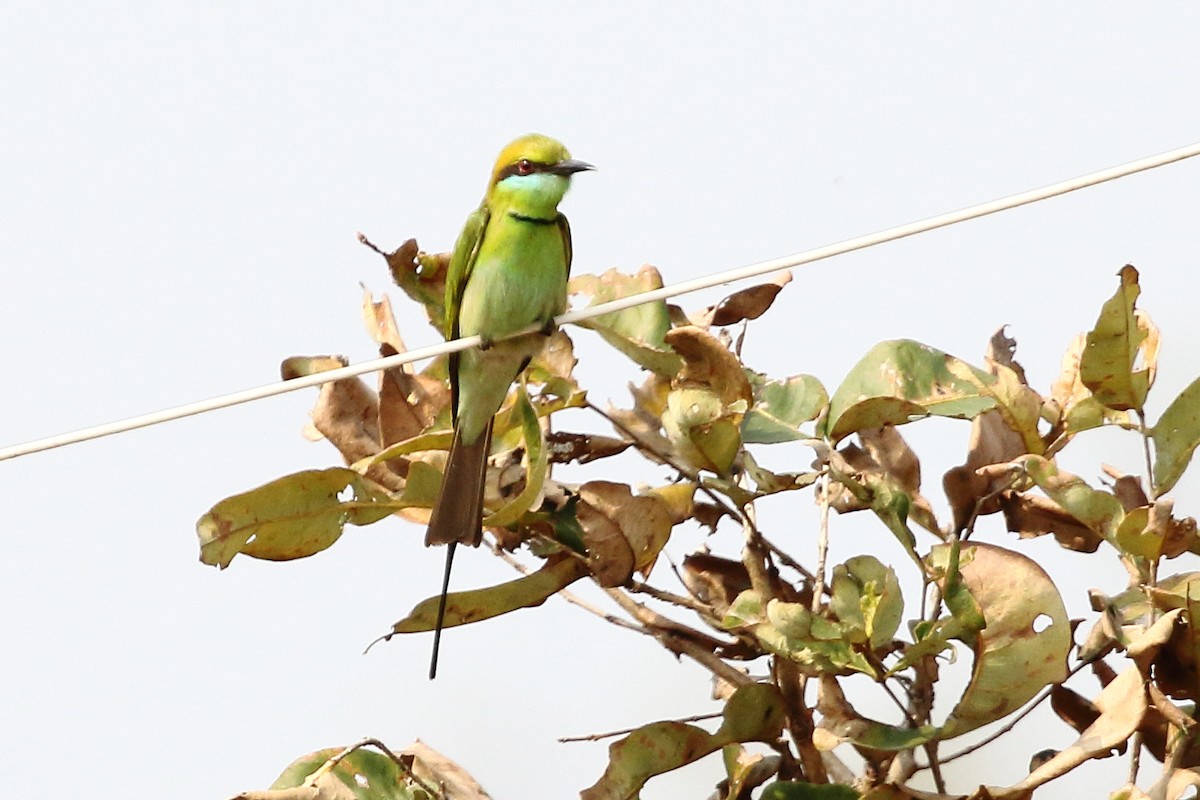 Asian Green Bee-eater - ML619244279