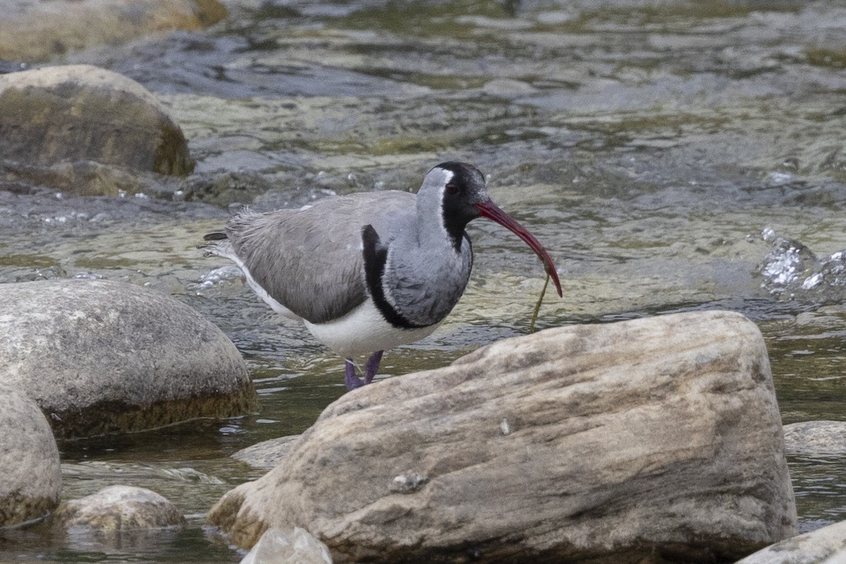 Bec-d'ibis tibétain - ML619244304