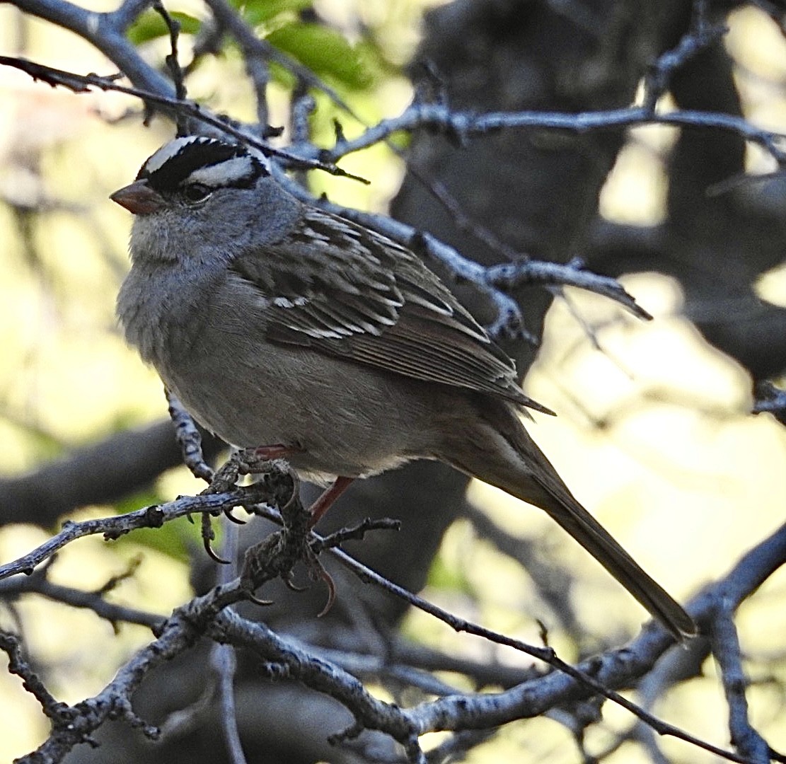 White-crowned Sparrow (Dark-lored) - ML619244320
