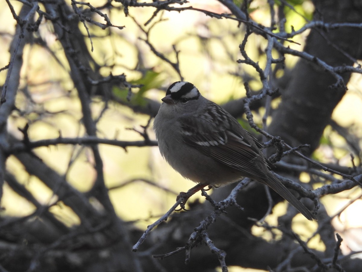 White-crowned Sparrow (Dark-lored) - ML619244321