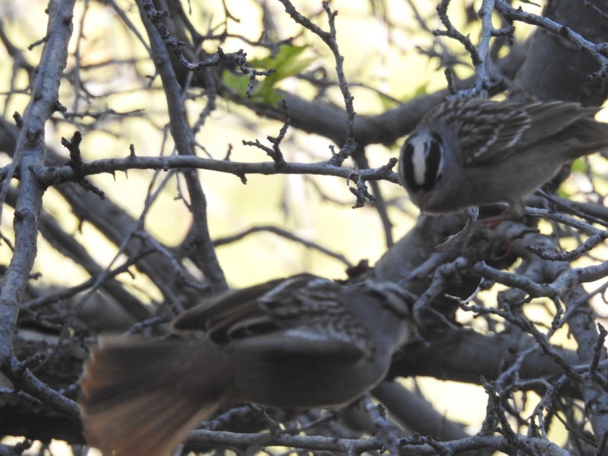 White-crowned Sparrow (Dark-lored) - ML619244322