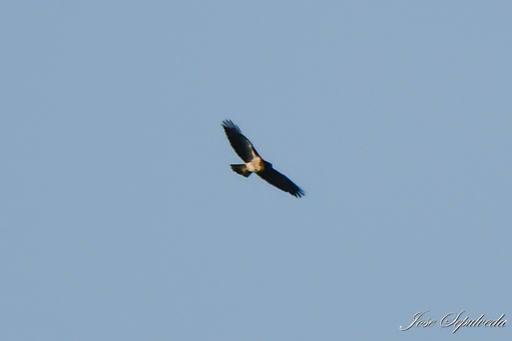 Rufous-tailed Hawk - ML619244342