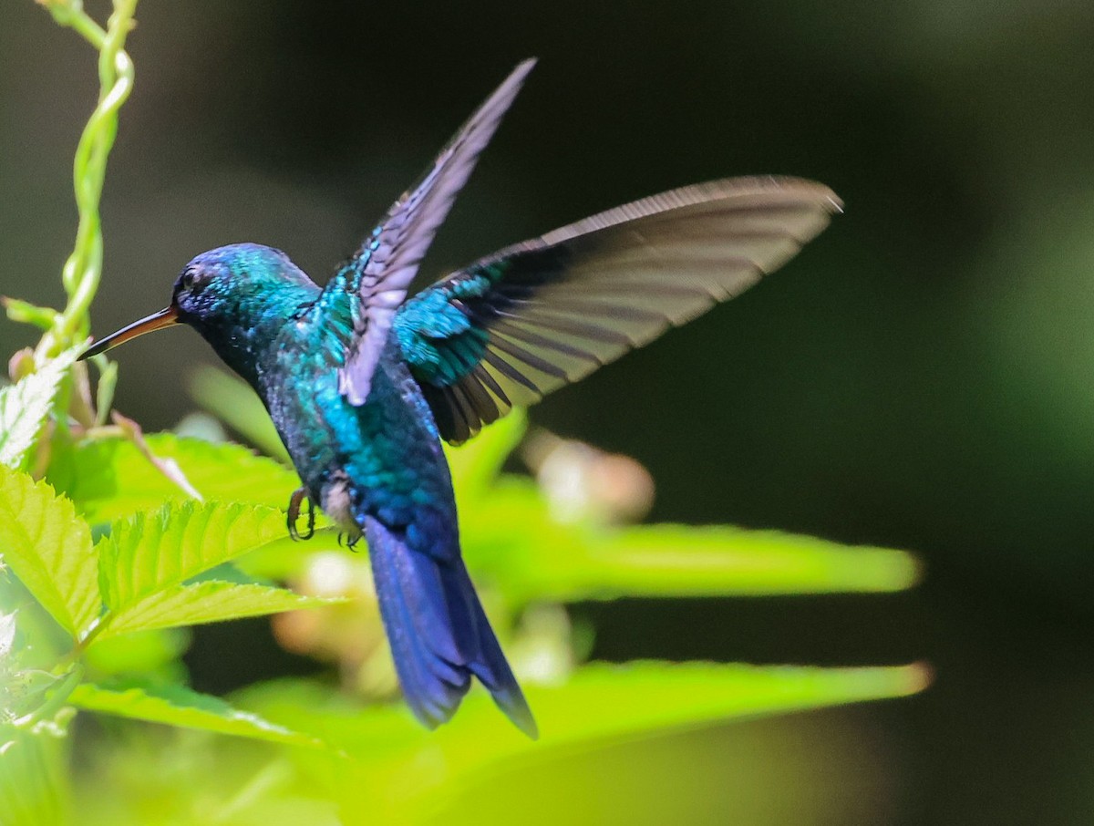 Blue-headed Hummingbird - ML619244347