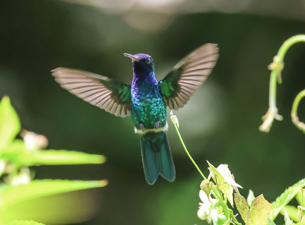 Blue-headed Hummingbird - ML619244348