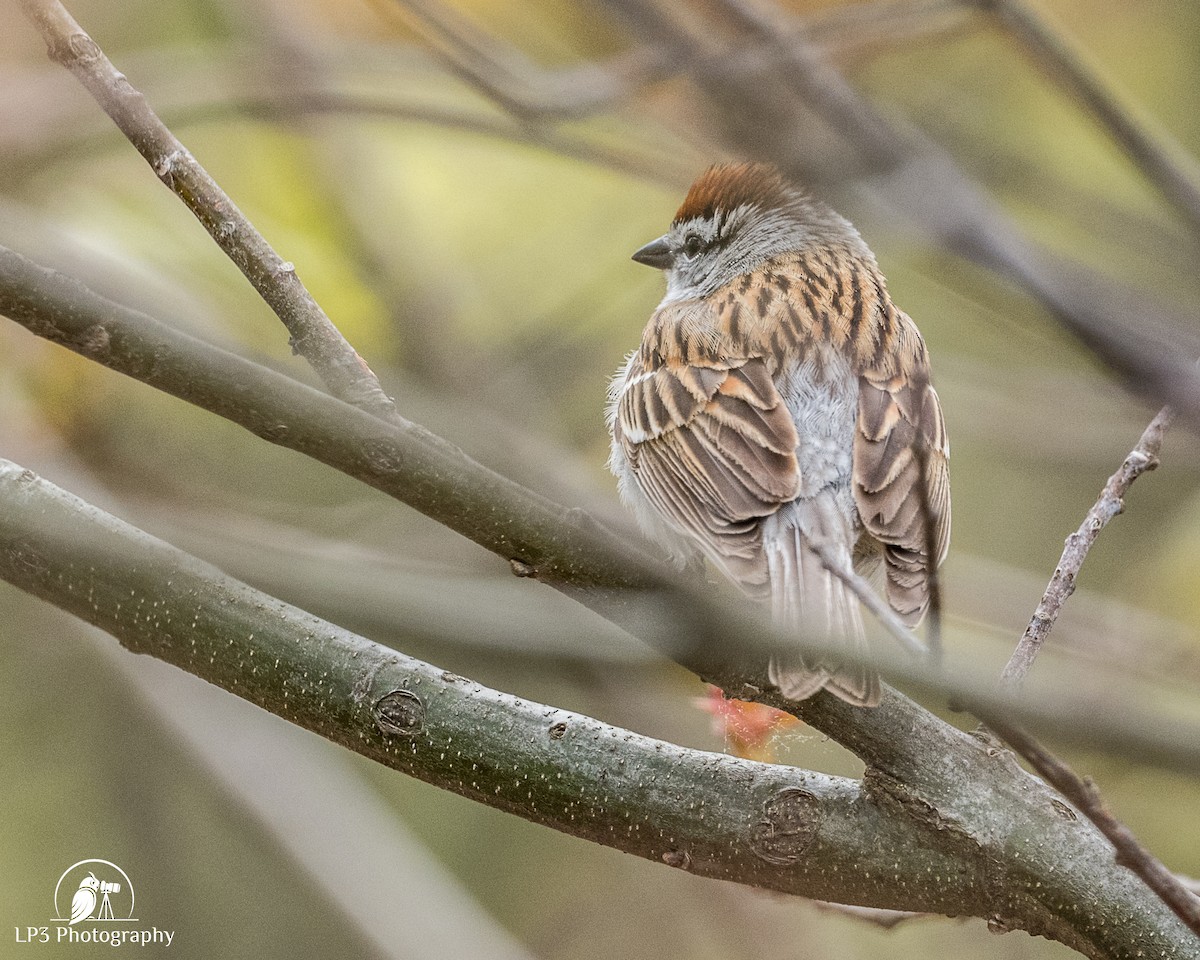 Chipping Sparrow - ML619244377