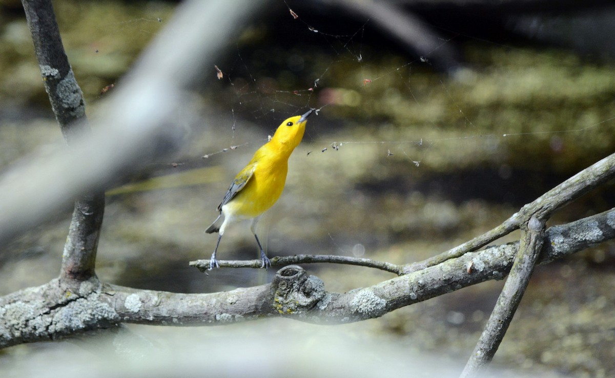 Prothonotary Warbler - ML619244387