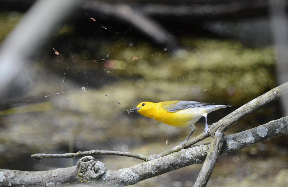 Prothonotary Warbler - ML619244396