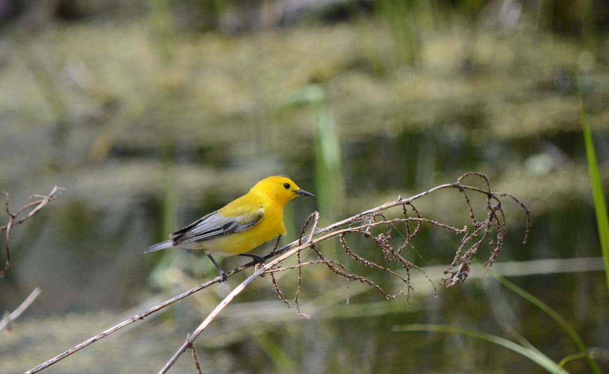 Prothonotary Warbler - ML619244401