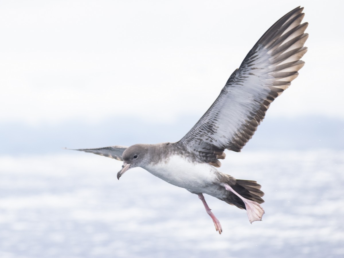 Pink-footed Shearwater - ML619244471